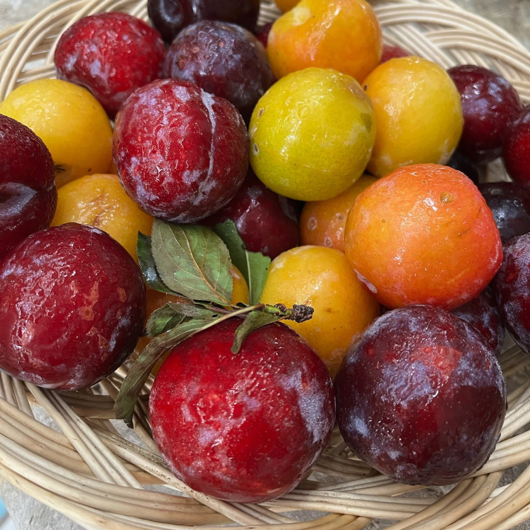 Woven basket of ripe plums and apricots.