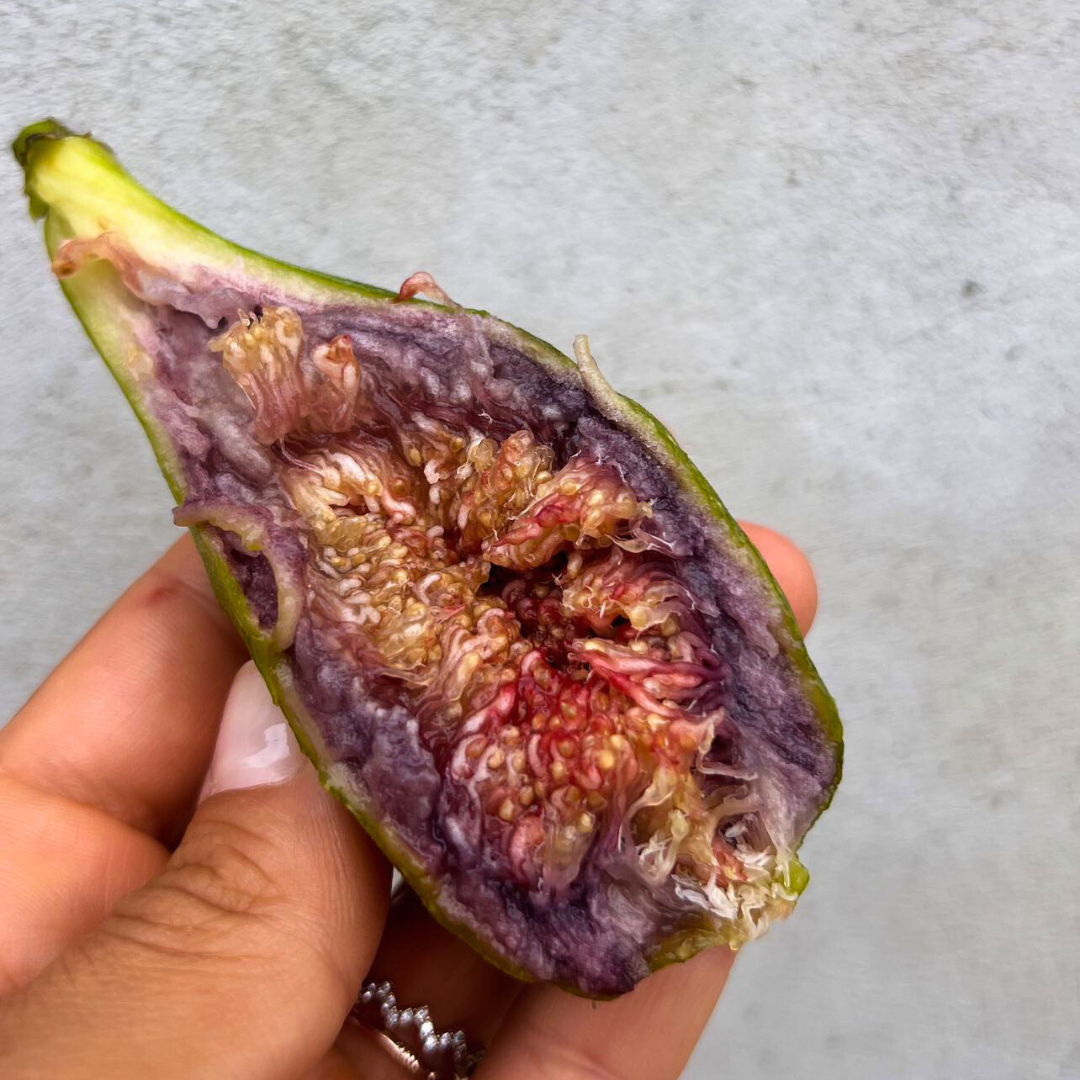 Ripe fig split open by hand being held against a grey stucco wall.